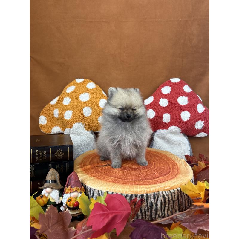 成約済の千葉県のポメラニアン-416622の7枚目