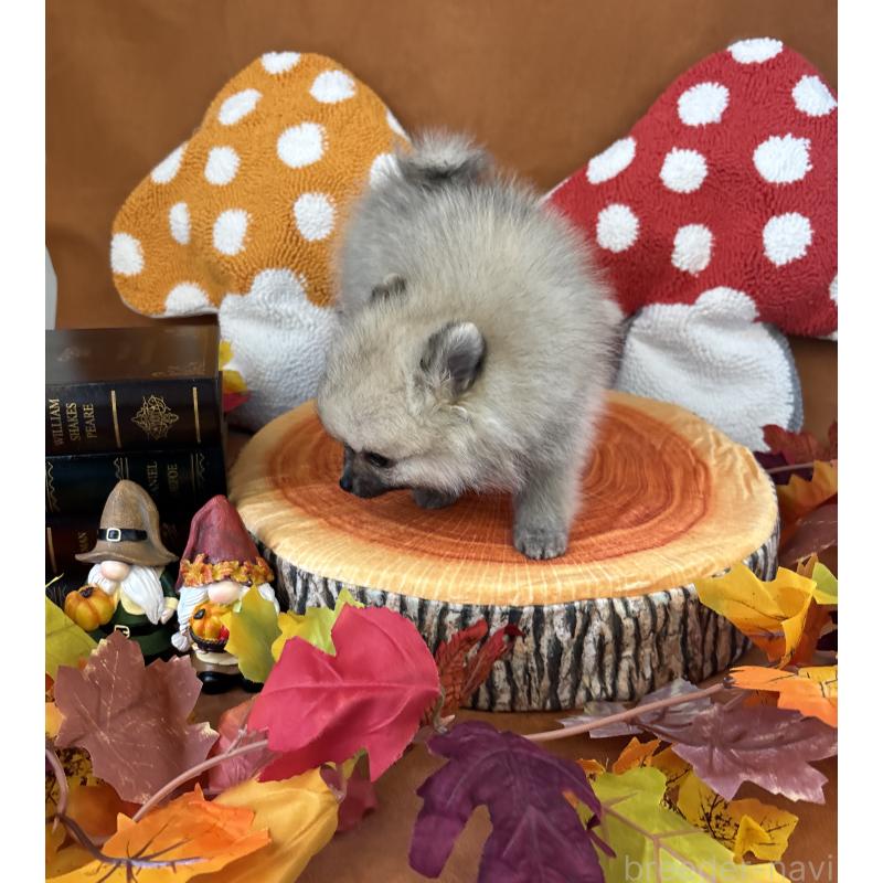 成約済の千葉県のポメラニアン-416622の6枚目