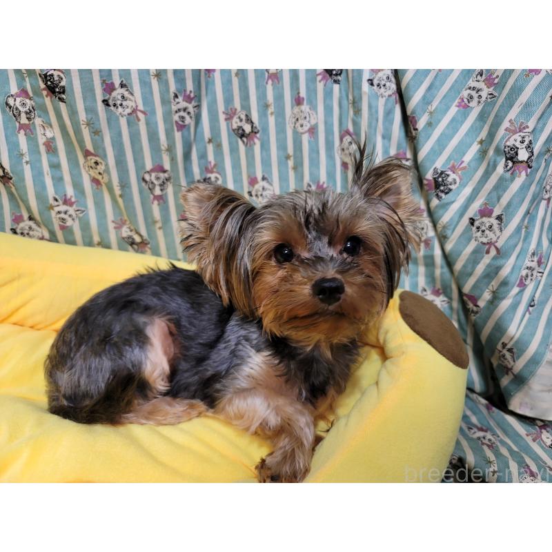 花楓ちゃん1枚目