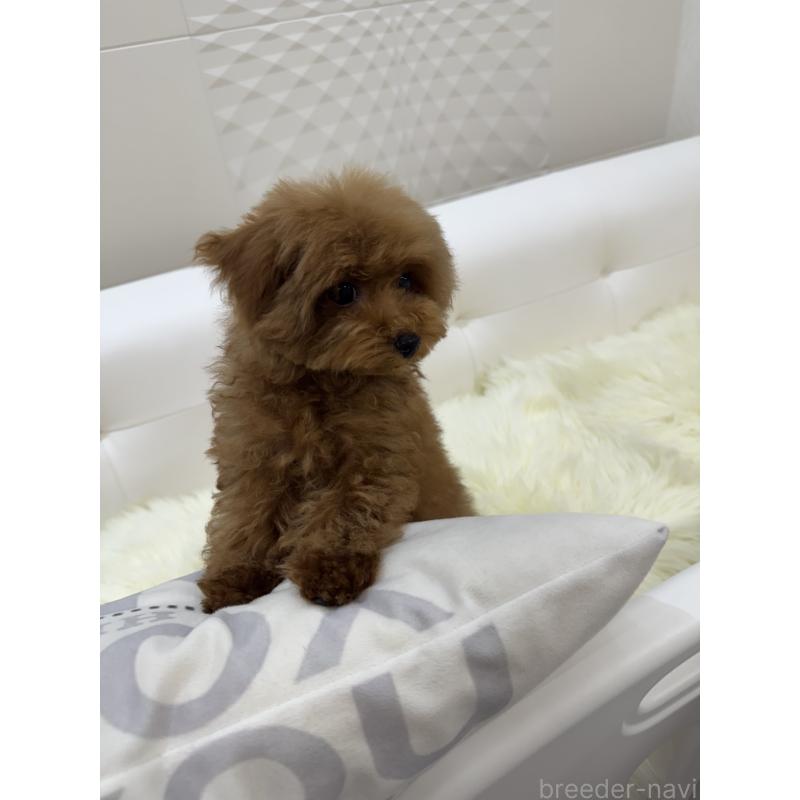 販売中の山梨県のティーカッププードル-404423の9枚目