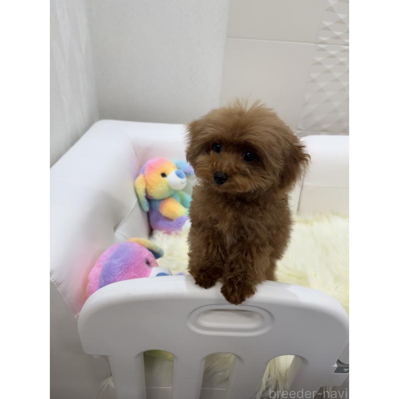 販売中の山梨県のティーカッププードル-404423の8枚目