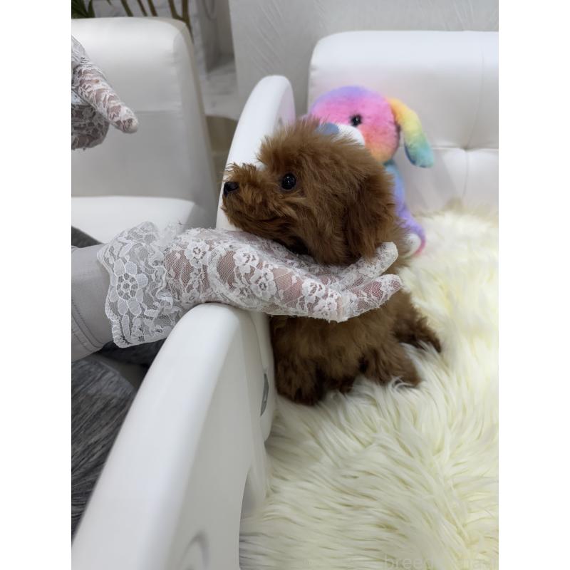 販売中の山梨県のティーカッププードル-404423の7枚目