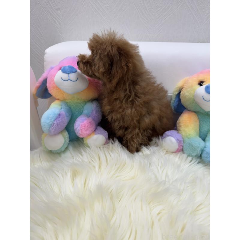 販売中の山梨県のティーカッププードル-404423の6枚目