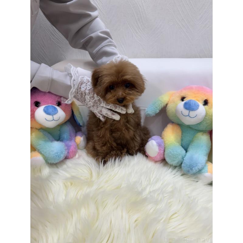 販売中の山梨県のティーカッププードル-404423の5枚目