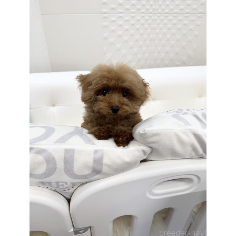 販売中の山梨県のティーカッププードル-404423の3枚目