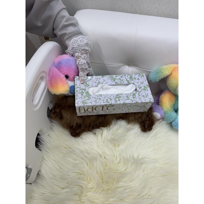 販売中の山梨県のティーカッププードル-404423の2枚目