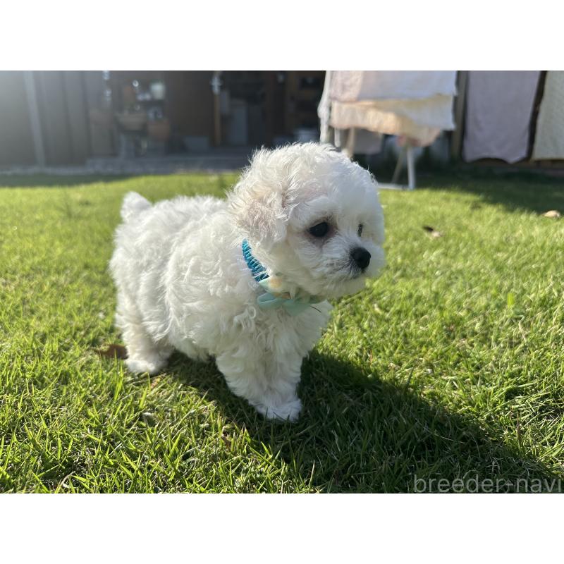 販売中の愛知県のビションフリーゼ-423647の3枚目