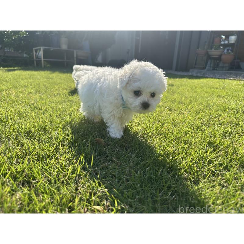 販売中の愛知県のビションフリーゼ-423647の2枚目