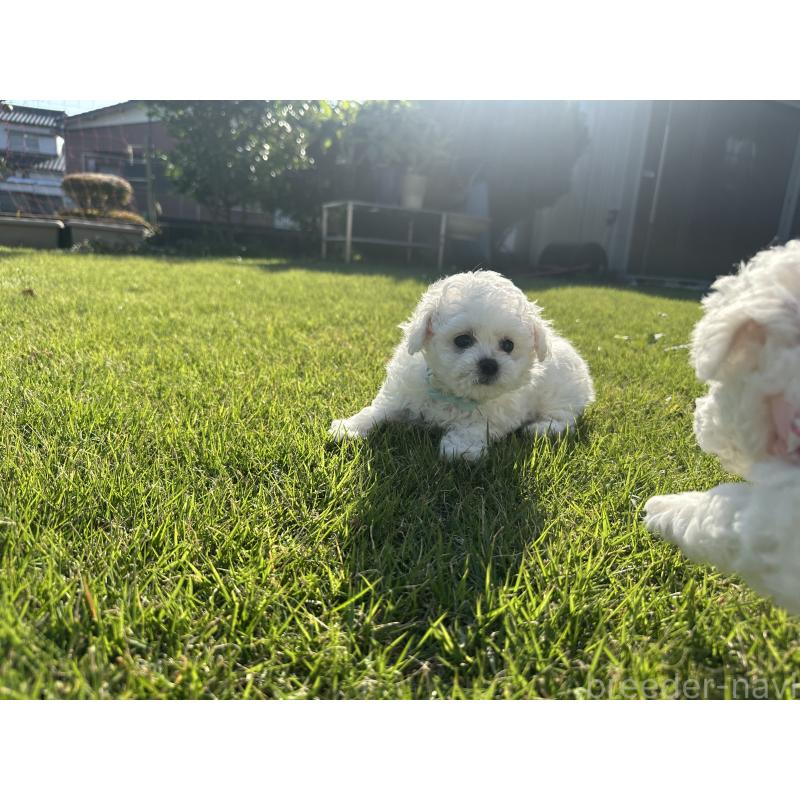 販売中の愛知県のビションフリーゼ-423648の3枚目