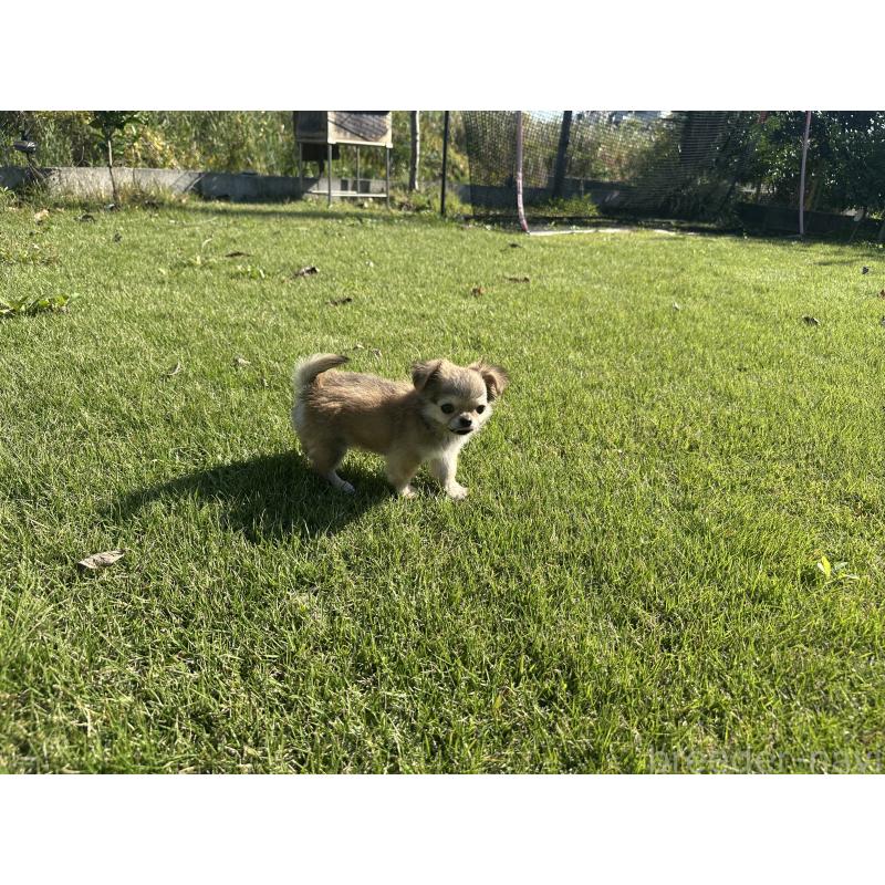 販売中の愛知県のチワワ(ロングコート)-423649の5枚目