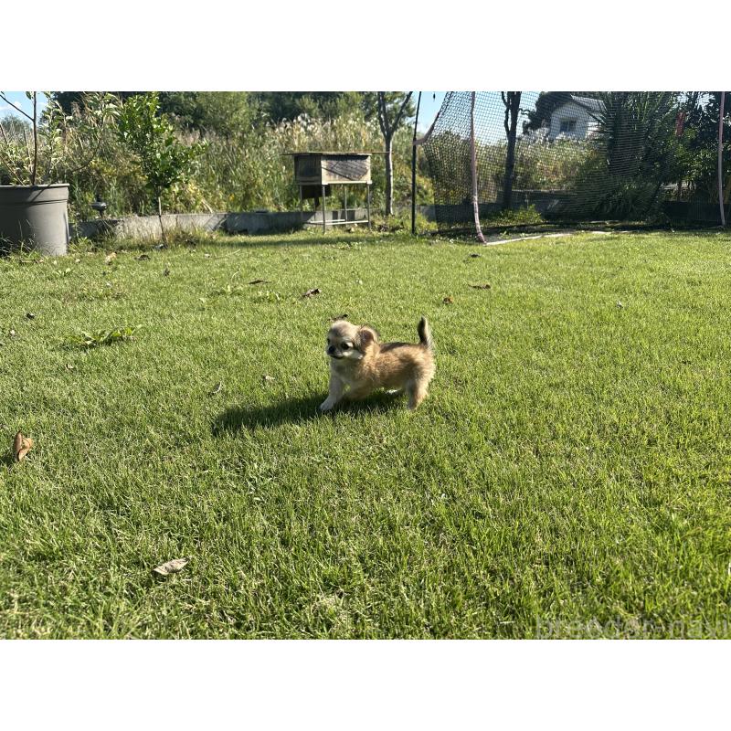 販売中の愛知県のチワワ(ロングコート)-423649の4枚目