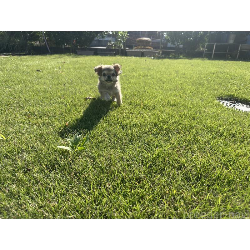 販売中の愛知県のチワワ(ロングコート)-423649の3枚目