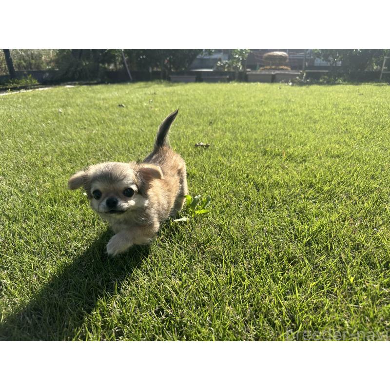 販売中の愛知県のチワワ(ロングコート)-423649の2枚目