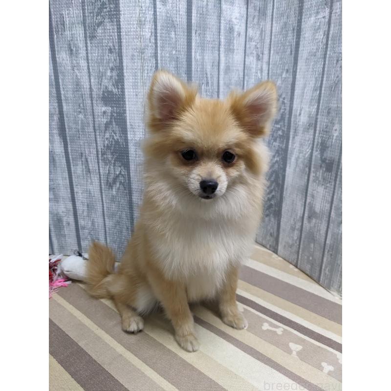 販売中の埼玉県のポメラニアン-423650の4枚目