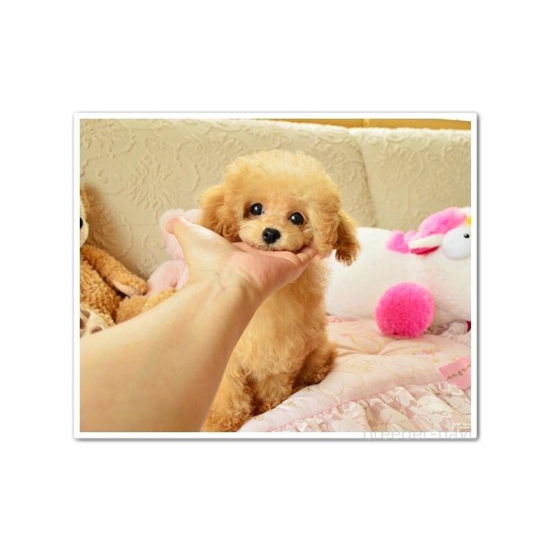 販売中の岩手県のティーカッププードル-414446の2枚目