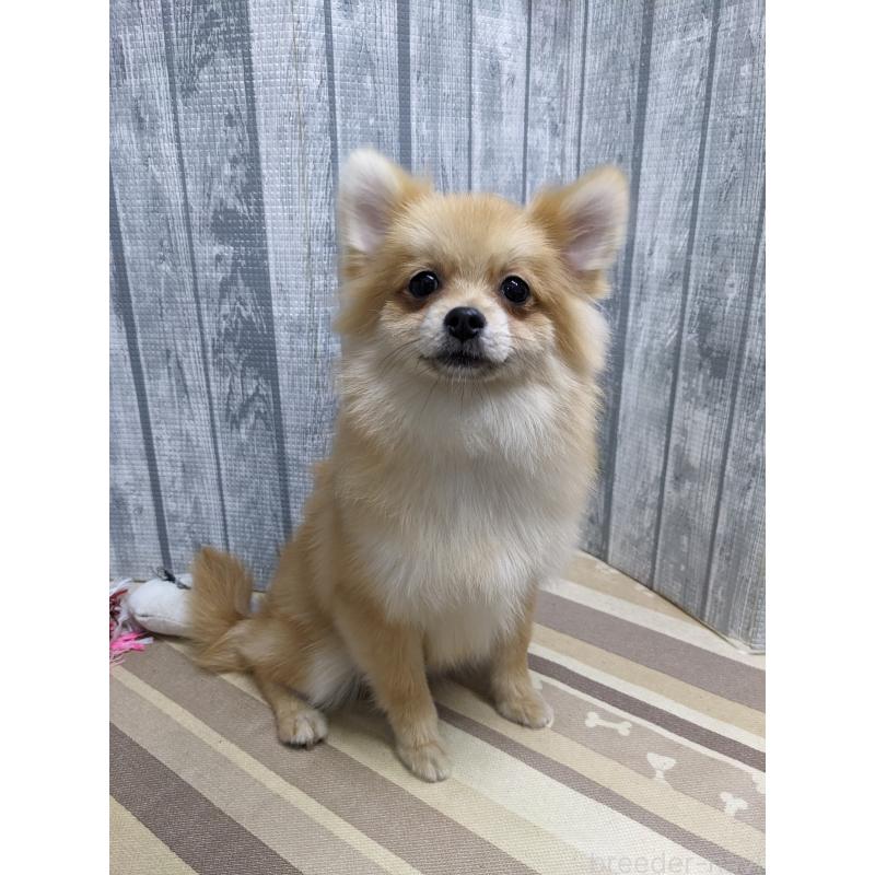 販売中の埼玉県のポメラニアン-423650の3枚目