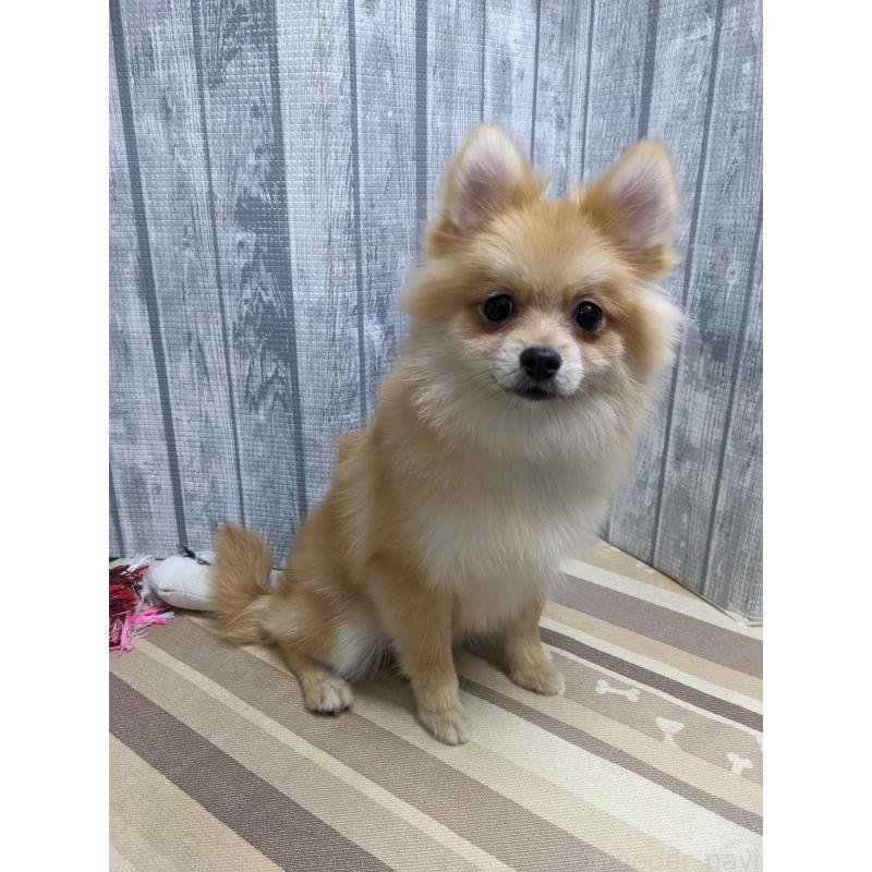 販売中の埼玉県のポメラニアン-423650の2枚目
