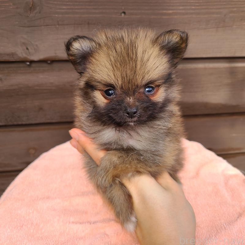 販売中の東京都のポメラニアン-423651の8枚目