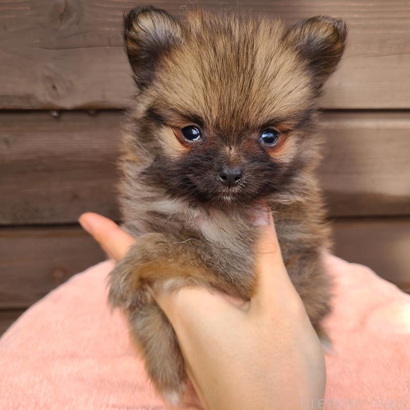 販売中の東京都のポメラニアン-423651の7枚目