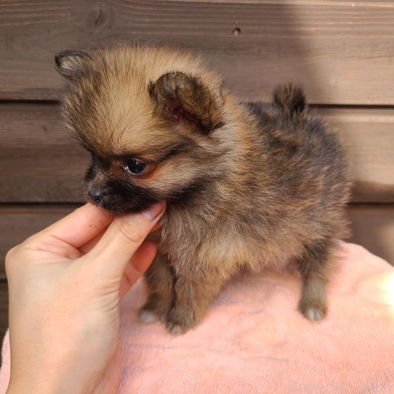 販売中の東京都のポメラニアン-423651の6枚目