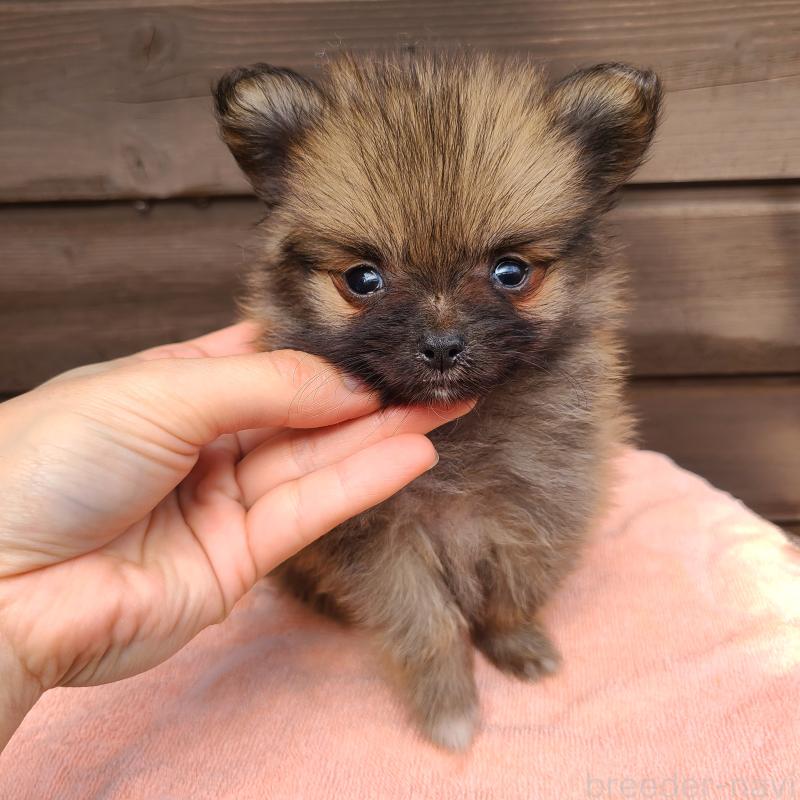 販売中の東京都のポメラニアン-423651の5枚目