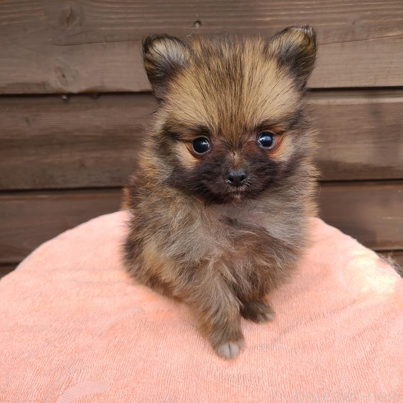 販売中の東京都のポメラニアン-423651の4枚目