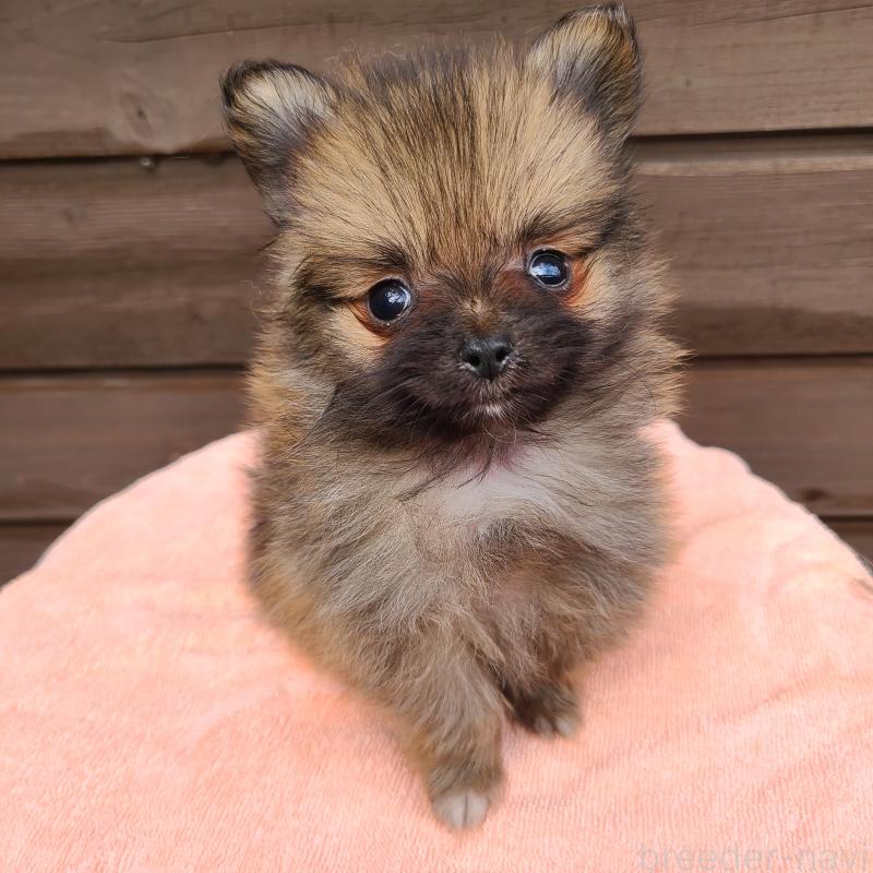 販売中の東京都のポメラニアン-423651の3枚目