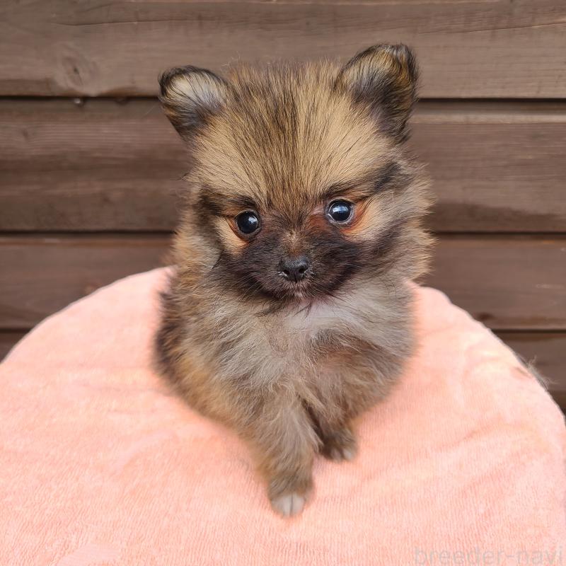 販売中の東京都のポメラニアン-423651の2枚目