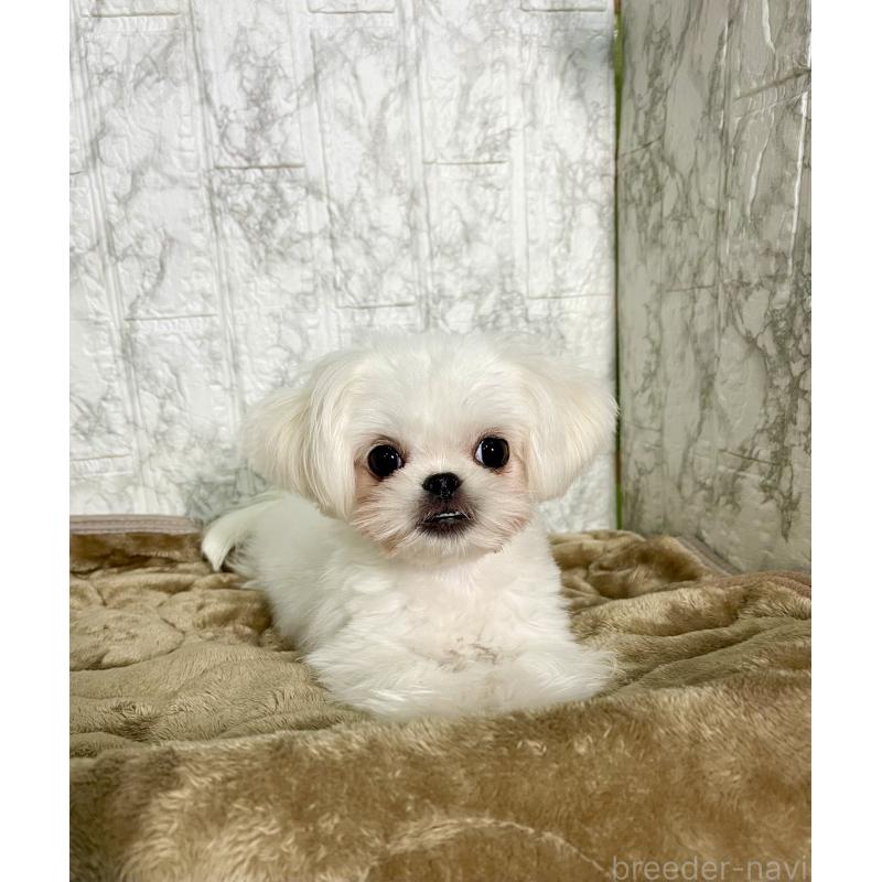 販売中の北海道のミックス犬-391949の5枚目