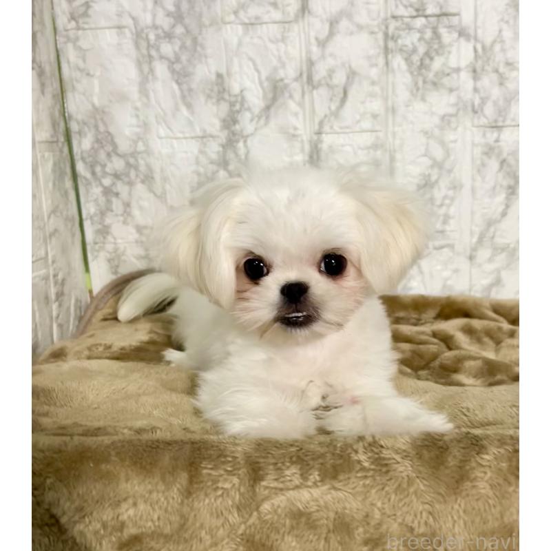 販売中の北海道のミックス犬-391949