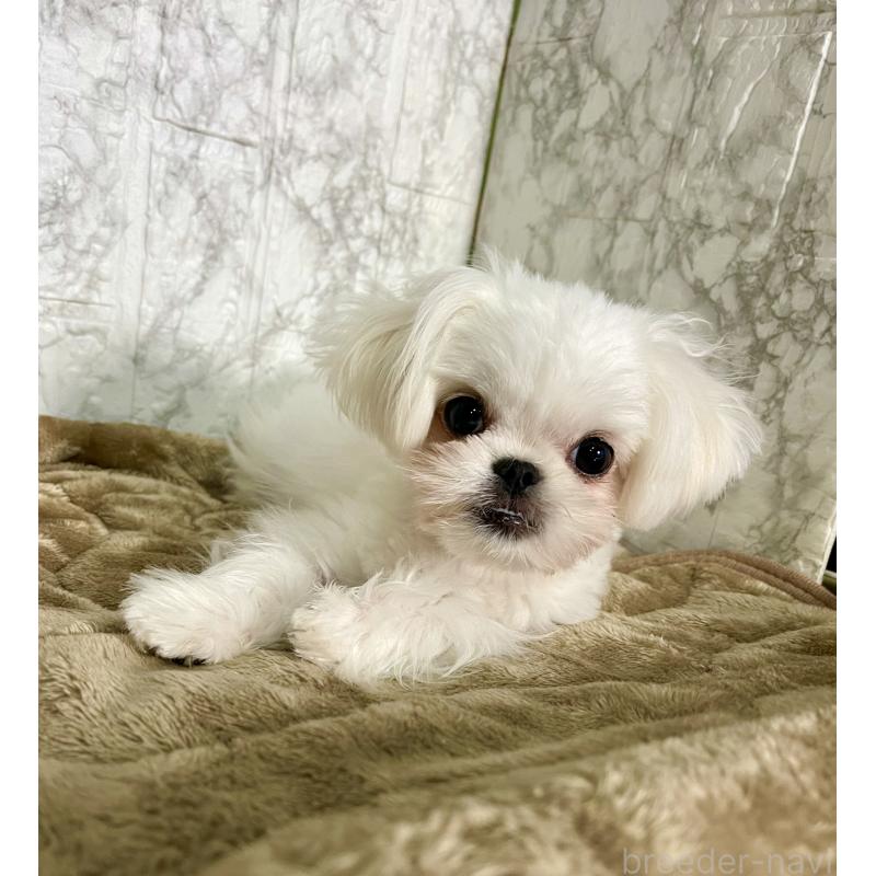 販売中の北海道のミックス犬-391949の4枚目