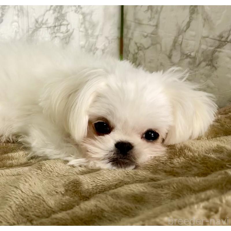 販売中の北海道のミックス犬-391949の3枚目