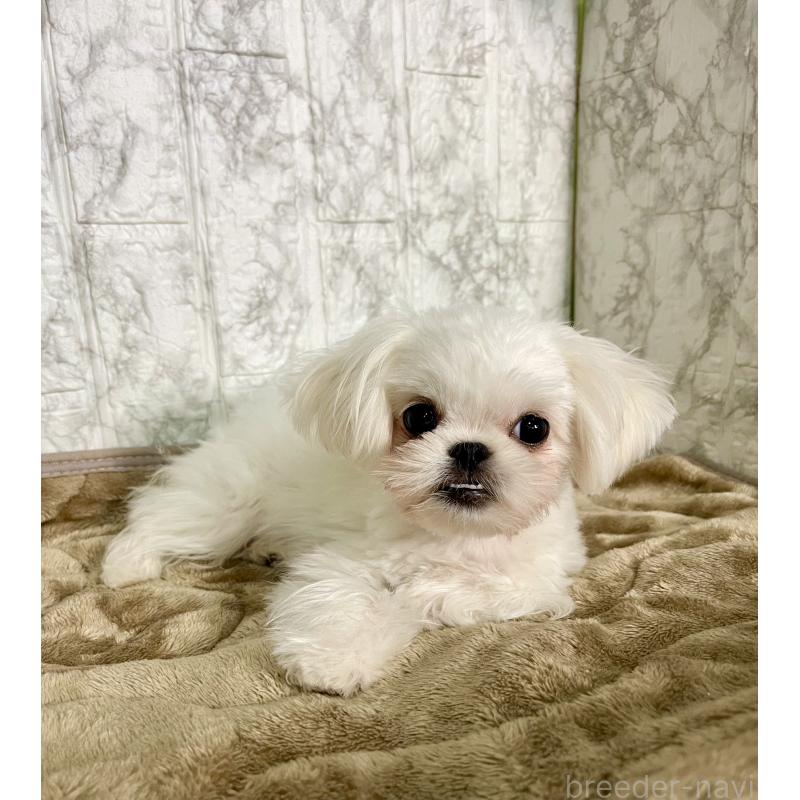 販売中の北海道のミックス犬-391949の2枚目