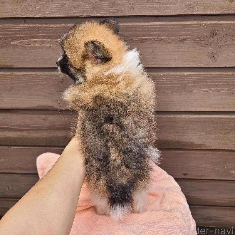 販売中の東京都のポメラニアン-423653の9枚目