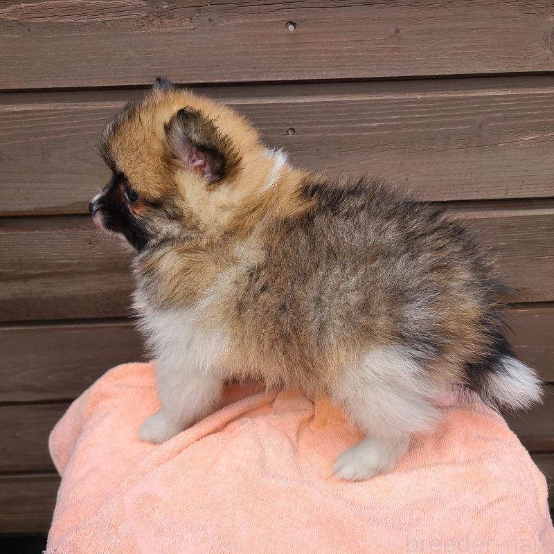 販売中の東京都のポメラニアン-423653の8枚目