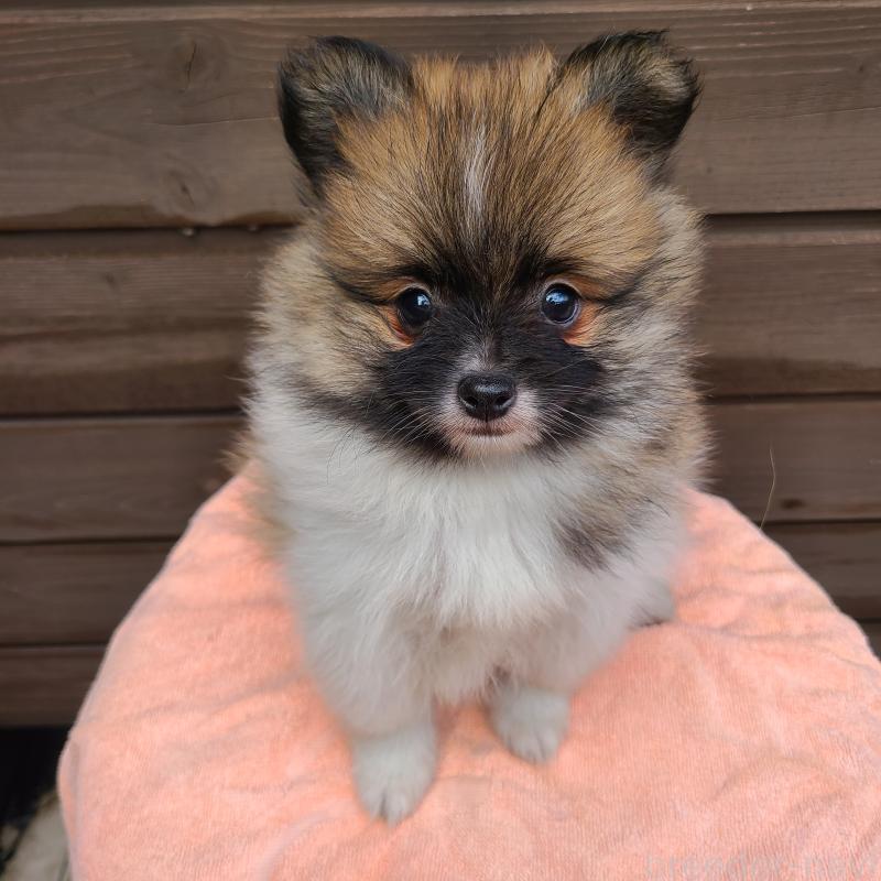 販売中の東京都のポメラニアン-423653の7枚目