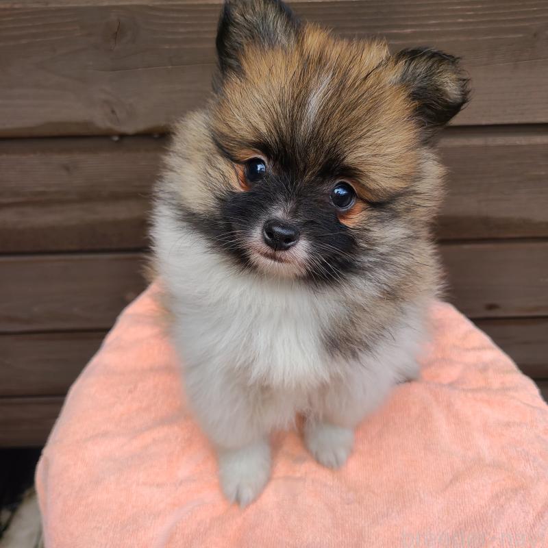 販売中の東京都のポメラニアン-423653の6枚目