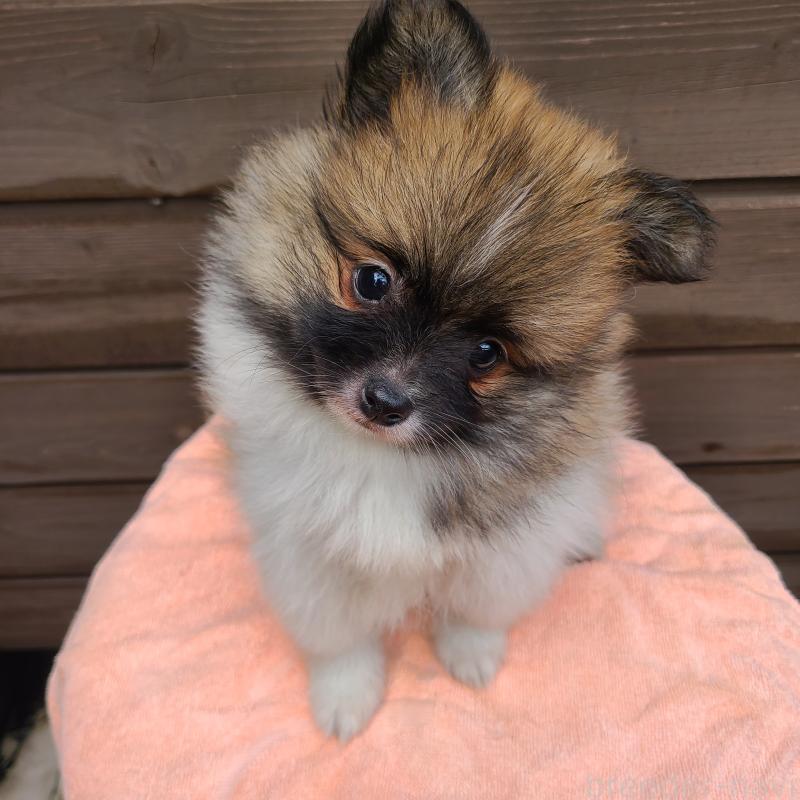 販売中の東京都のポメラニアン-423653の5枚目