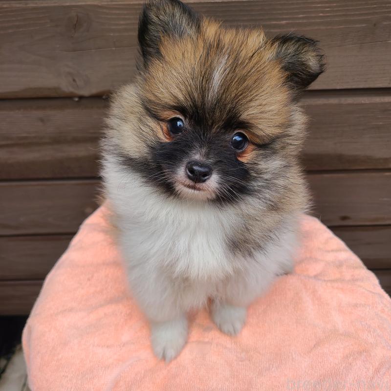 販売中の東京都のポメラニアン-423653の4枚目