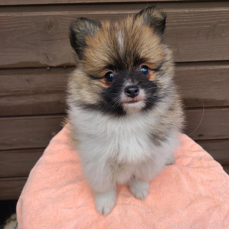 販売中の東京都のポメラニアン-423653の3枚目