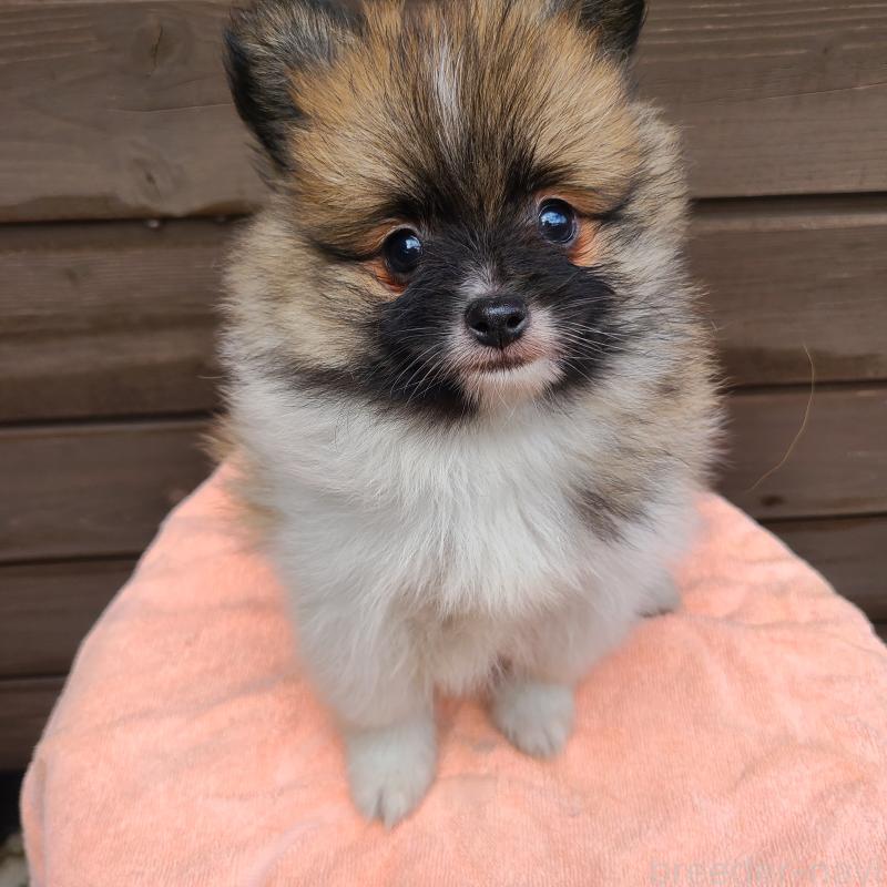 販売中の東京都のポメラニアン-423653の2枚目