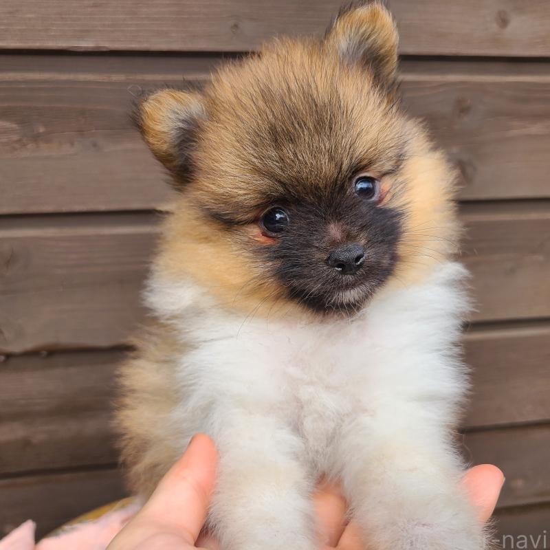 販売中の東京都のポメラニアン-423654の7枚目