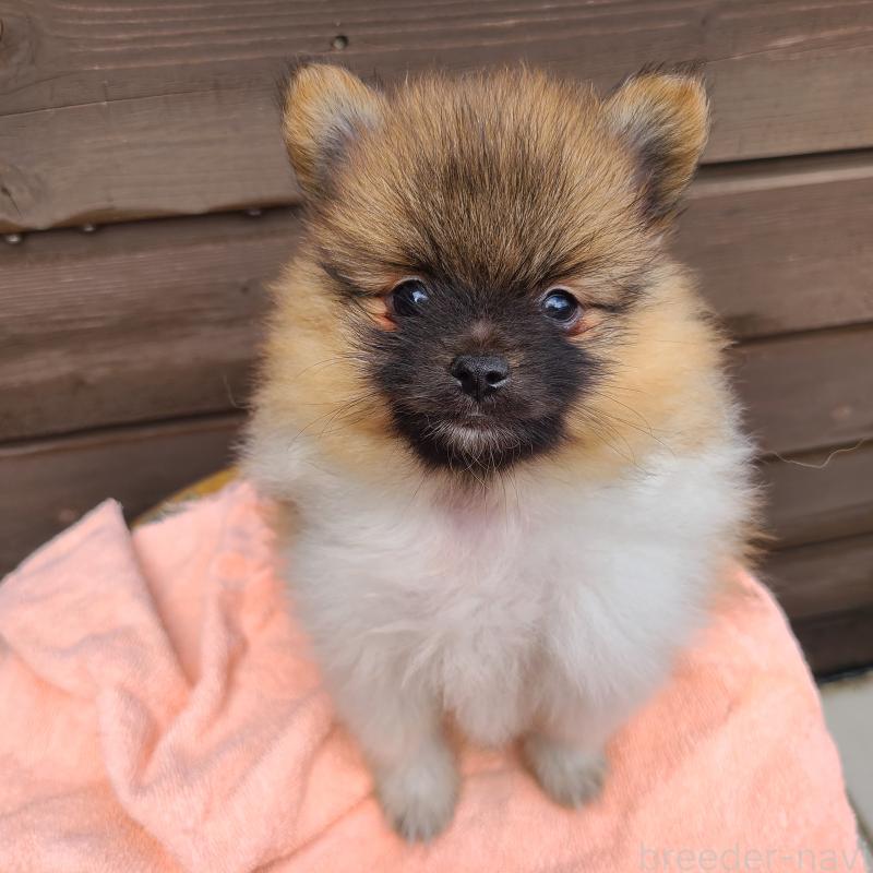 販売中の東京都のポメラニアン-423654