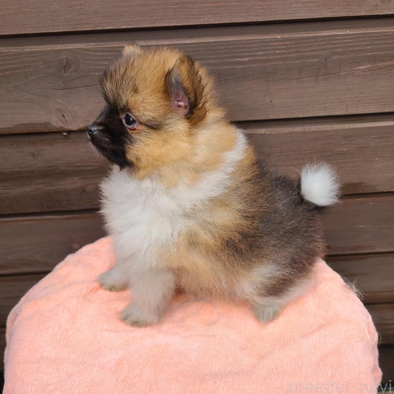 販売中の東京都のポメラニアン-423654の5枚目