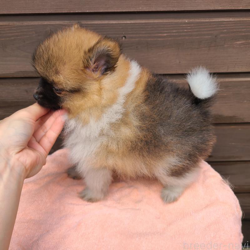 販売中の東京都のポメラニアン-423654の3枚目