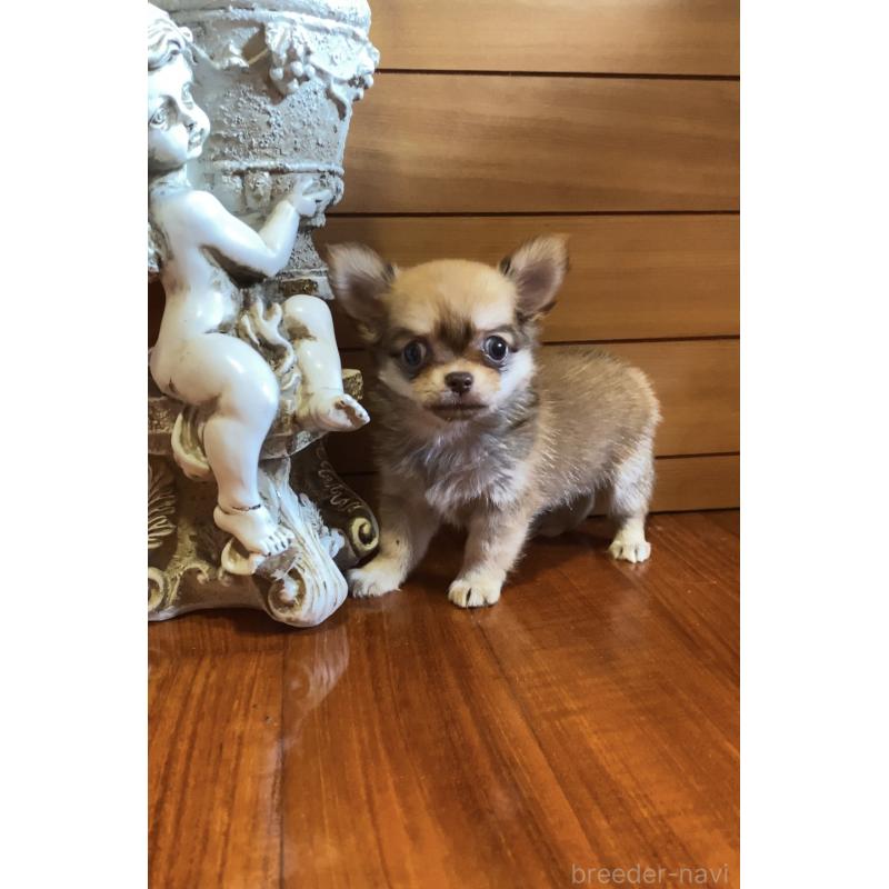 販売中の沖縄県のチワワ(ロングコート)-423652の5枚目