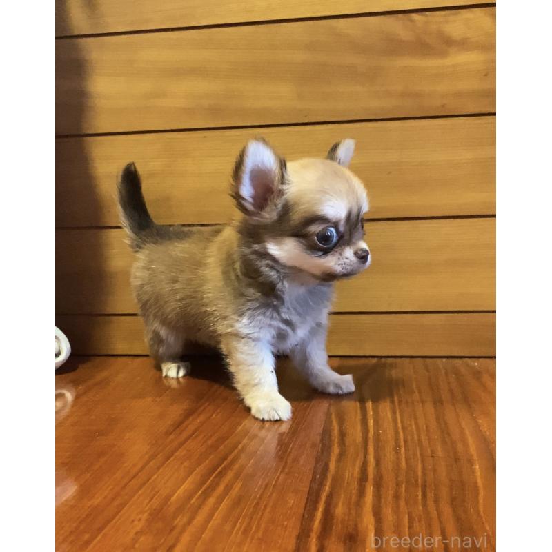 販売中の沖縄県のチワワ(ロングコート)-423652の4枚目