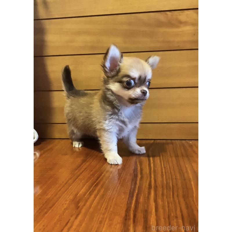 販売中の沖縄県のチワワ(ロングコート)-423652の3枚目