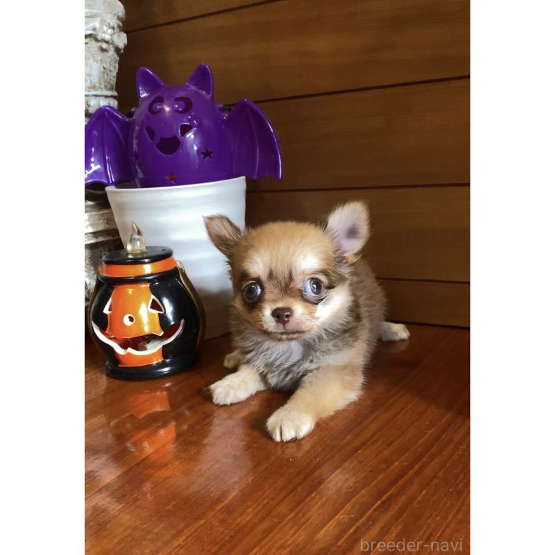 販売中の沖縄県のチワワ(ロングコート)-423652の2枚目