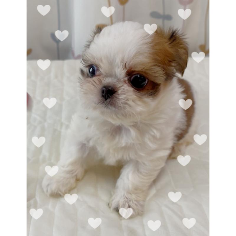 販売中の東京都のチワズー:チワワ×シーズー-423655の1枚目